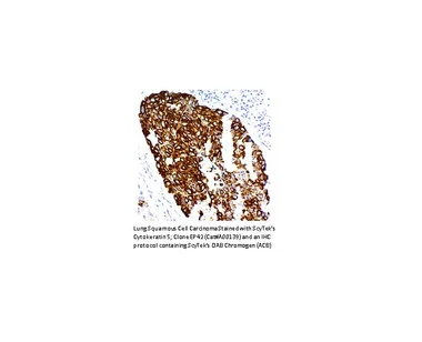 cplabsafety-2202607140645291183326