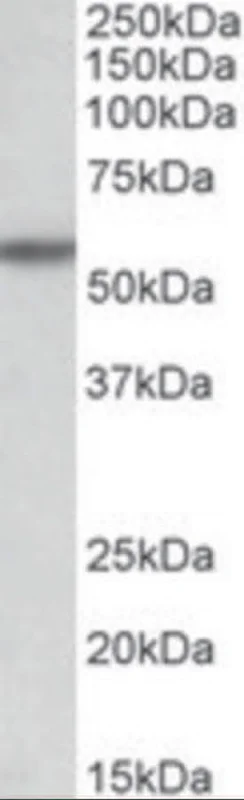 dabos-2202607132105111135905