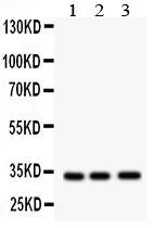 dabos-2202607140339451169179
