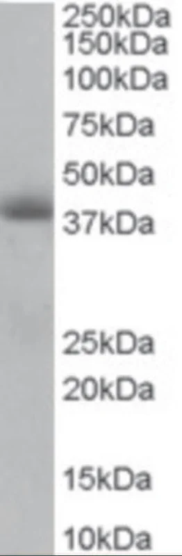 dabos202607130046501037860