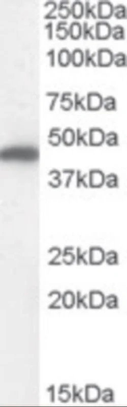 dabos202607130051001038271