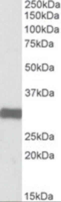 dabos202607130053031038438