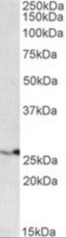 dabos202607141529131228509