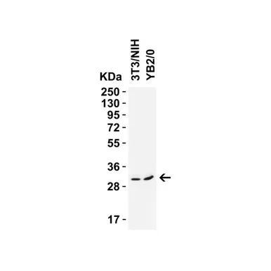 geneseesci20260711210319871098