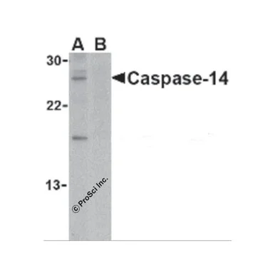 geneseesci20260711214908875125