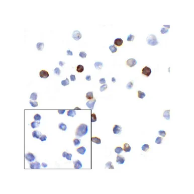 geneseesci20260711230130880905