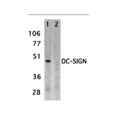 geneseesci20260711231813882090