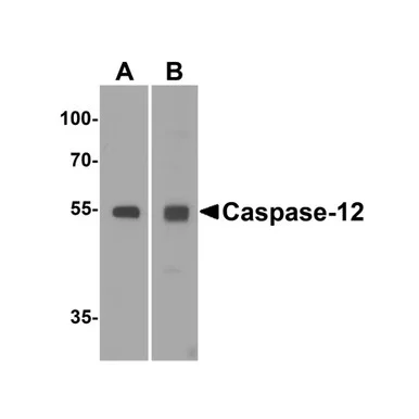geneseesci20260712014007893753