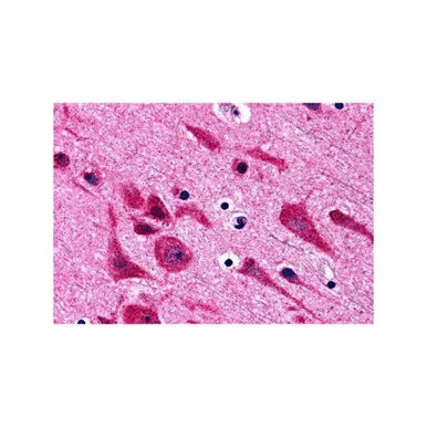 geneseesci20260712020745895846