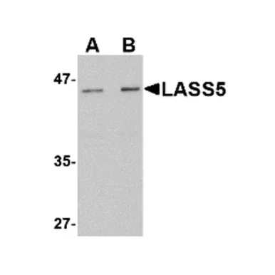 geneseesci20260712031234901278