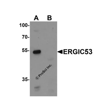 geneseesci20260712031923901812