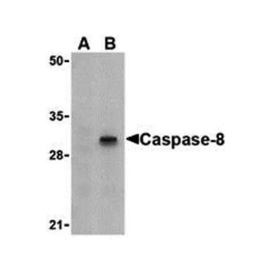 geneseesci20260712033318902922