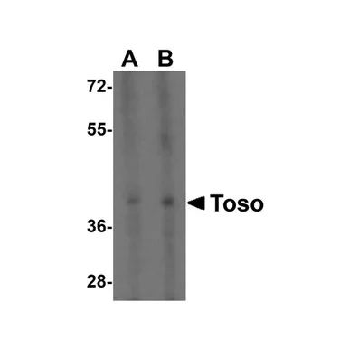 geneseesci20260712043316907678