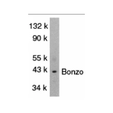 geneseesci20260712071118924566
