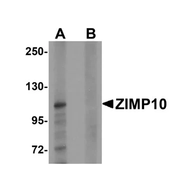 geneseesci20260712123203960481