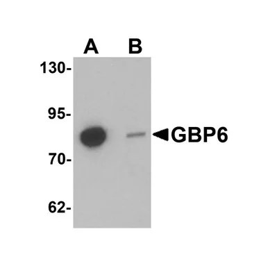 geneseesci20260712155302981427