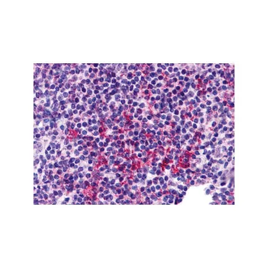 geneseesci20260712170311988162