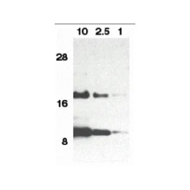 geneseesci202607122016361008293